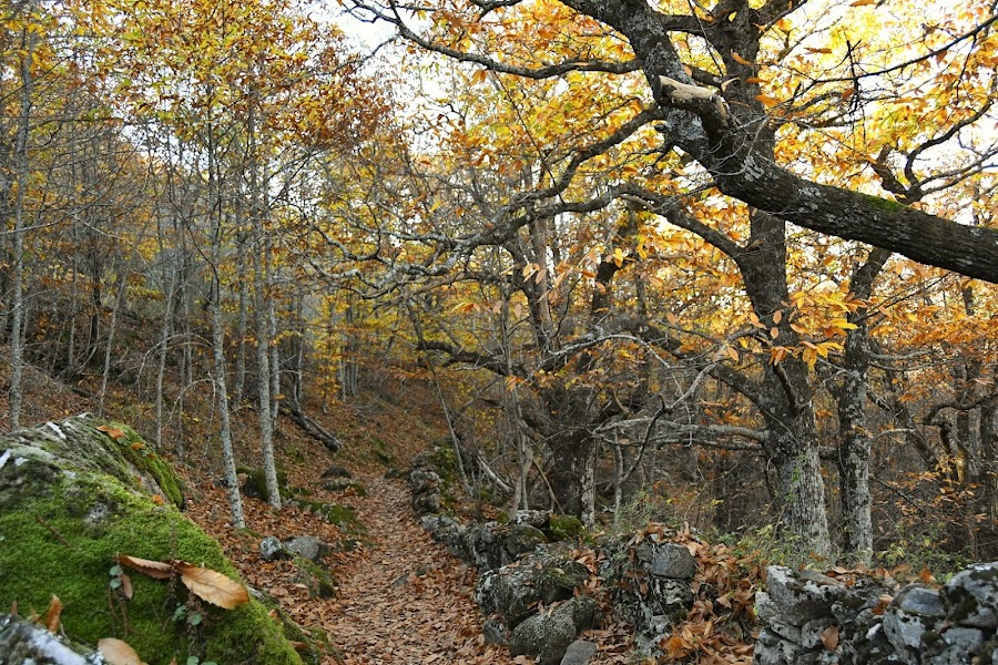 Castañar de Rozas de Puerto Real